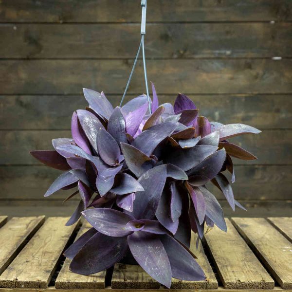 Purppurajuoru Purple Heart amppeli