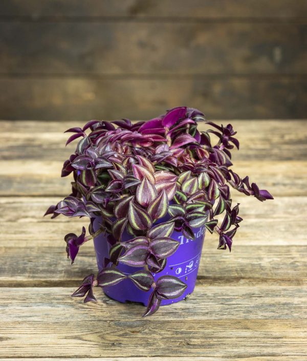 Purppurajuoru Purple Passion