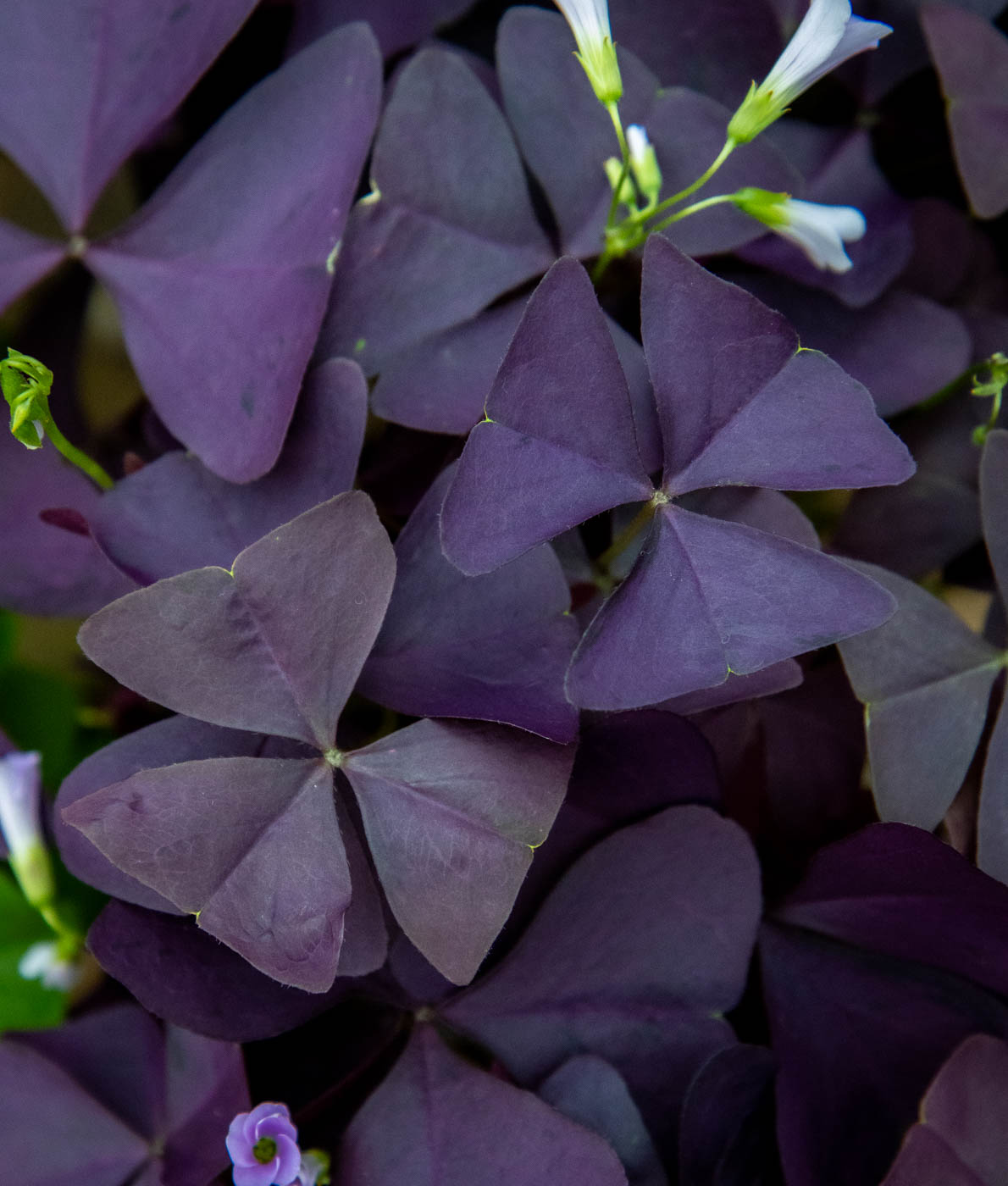 Purppurakäenkaali
