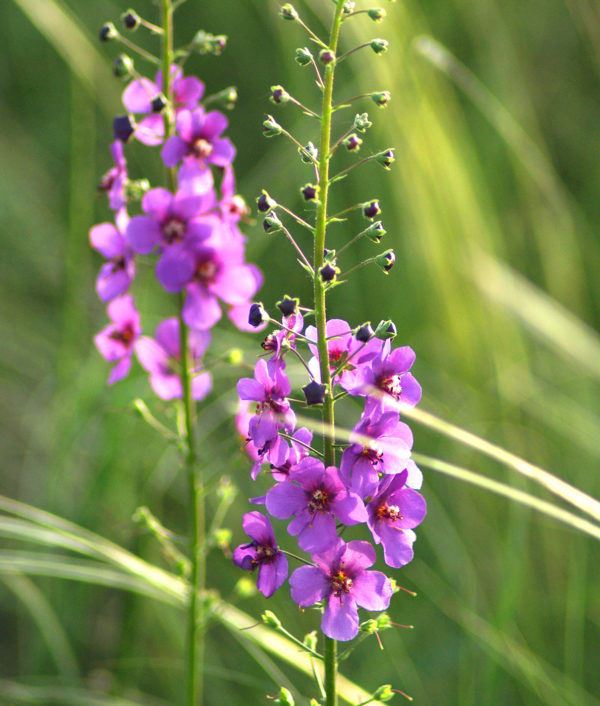 Purppuratulikukka Violetta