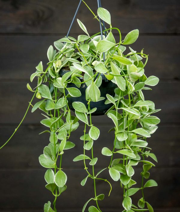 Pussiköynnös Variegata Amppeli