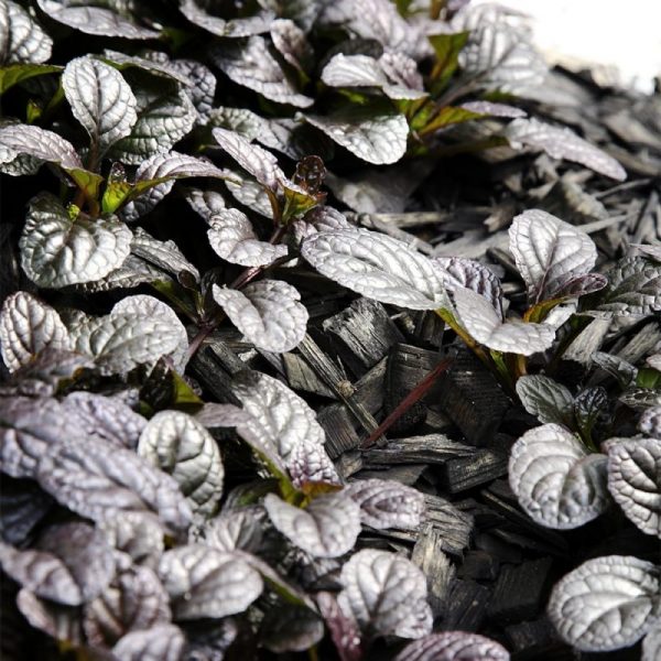 Rönsyakankaali Atropurpurea
