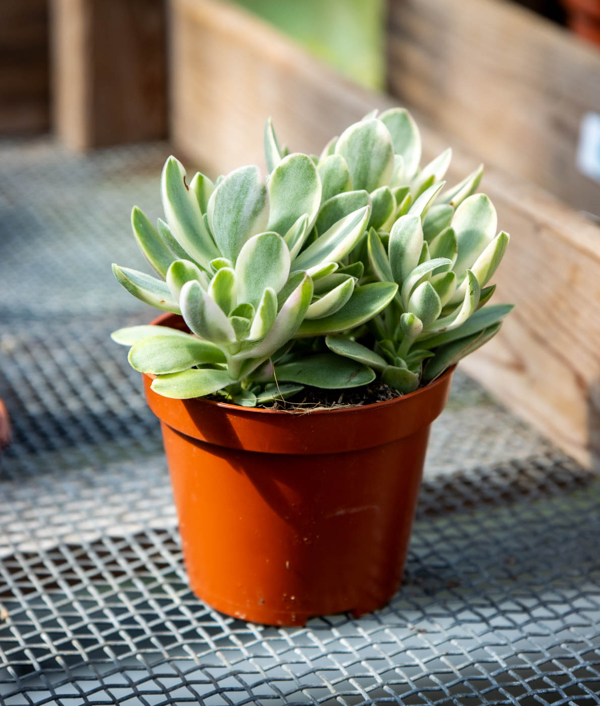 Valkokirjava rahapuu Moneymaker Crassula ovata ruskeassa muoviruukussa, mehevät vihreät lehdet kermanvalkoisilla reunoilla.