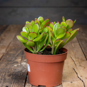 rahapuu puutaustalla