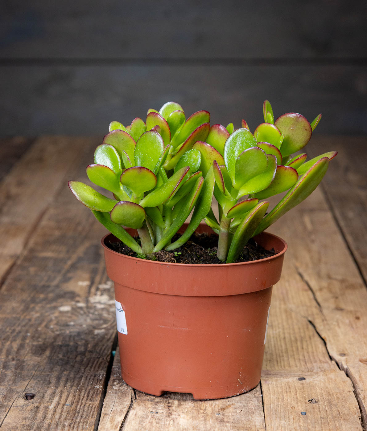 rahapuu puutaustalla