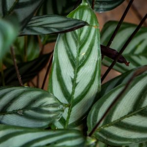 raitamatti compatstarin vihreät lehdet