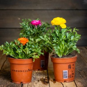 värikkäitä jaloleinikeitä