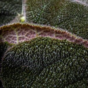 Rautaristibegonia River - Image 2