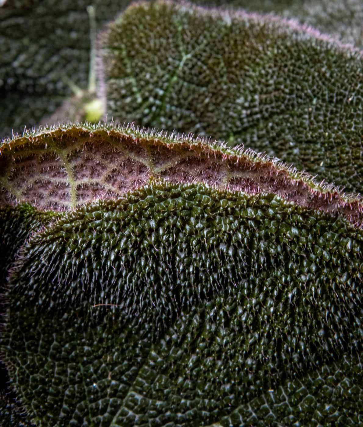 Rautaristibegonia River - Image 2