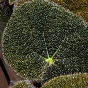 Rautaristibegonia River