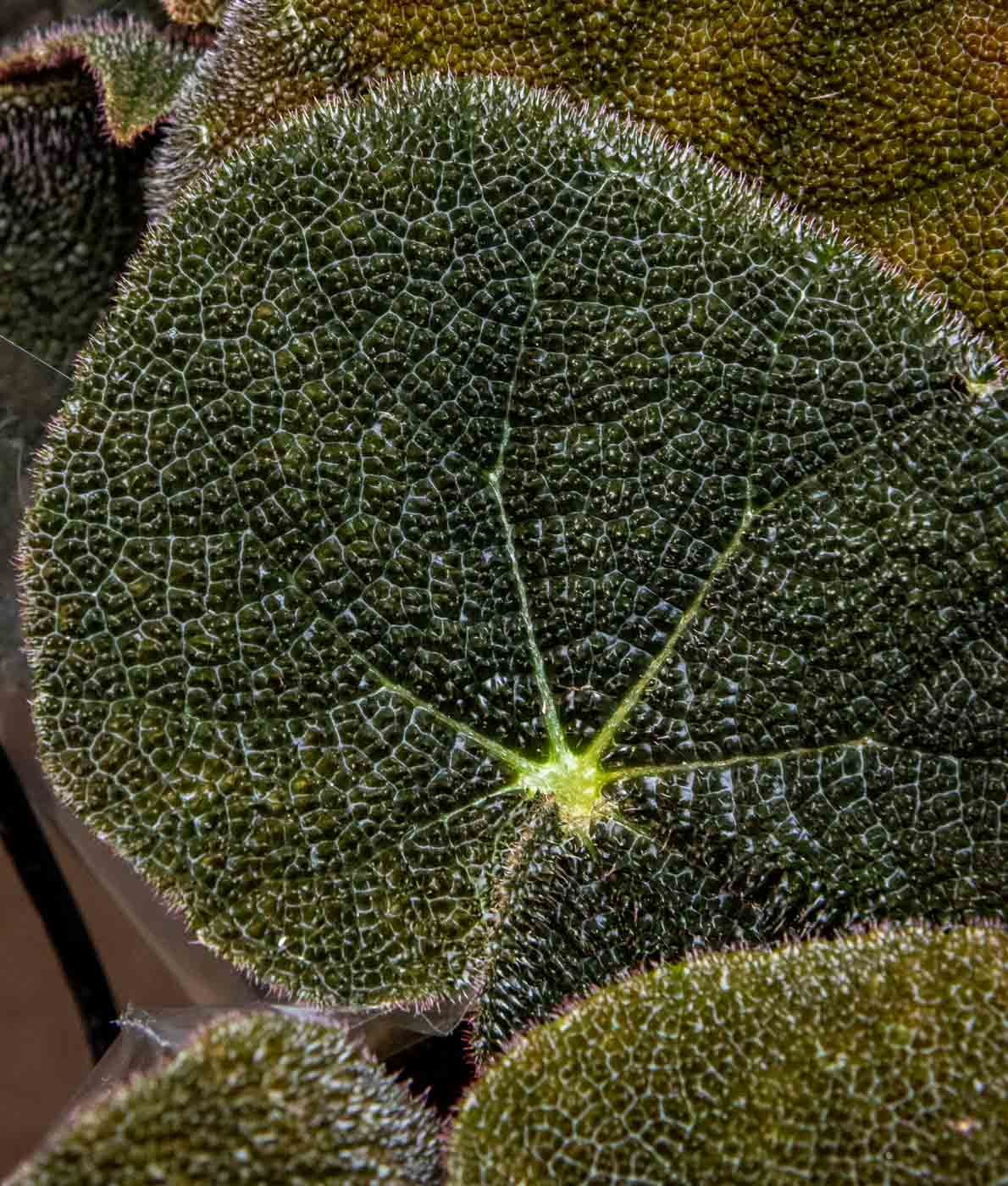Rautaristibegonia River