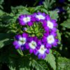 verbena