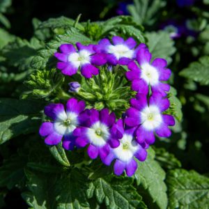 verbena
