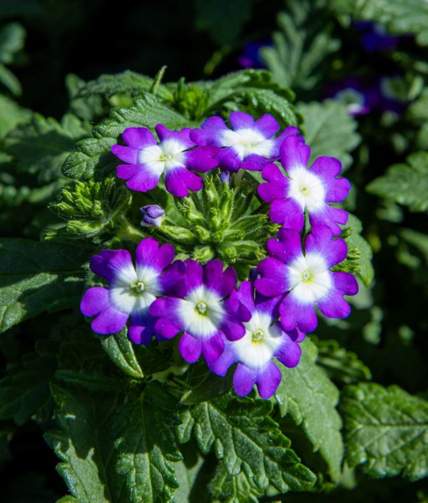 verbena