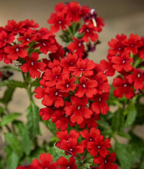 Rautayrtti Firehouse Red