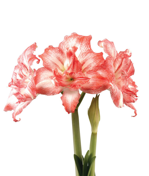 Amaryllis Razzmatazz®