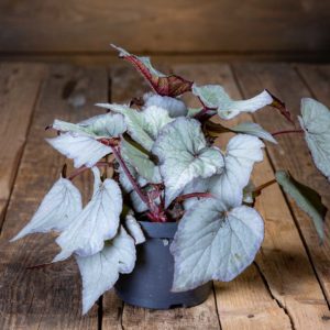 begonia