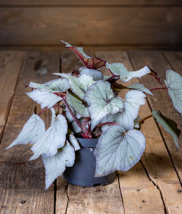begonia