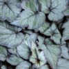 begonia