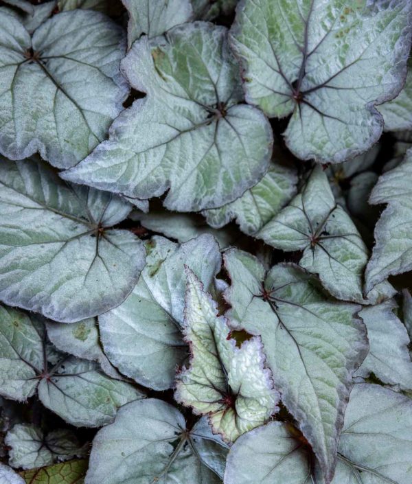 begonia