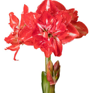 Amaryllis Rock 'N Roll® 32/+ Irtosipuli