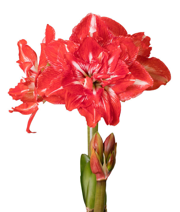 Amaryllis Rock 'N Roll®