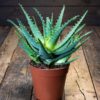 aaloe