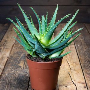 aaloe