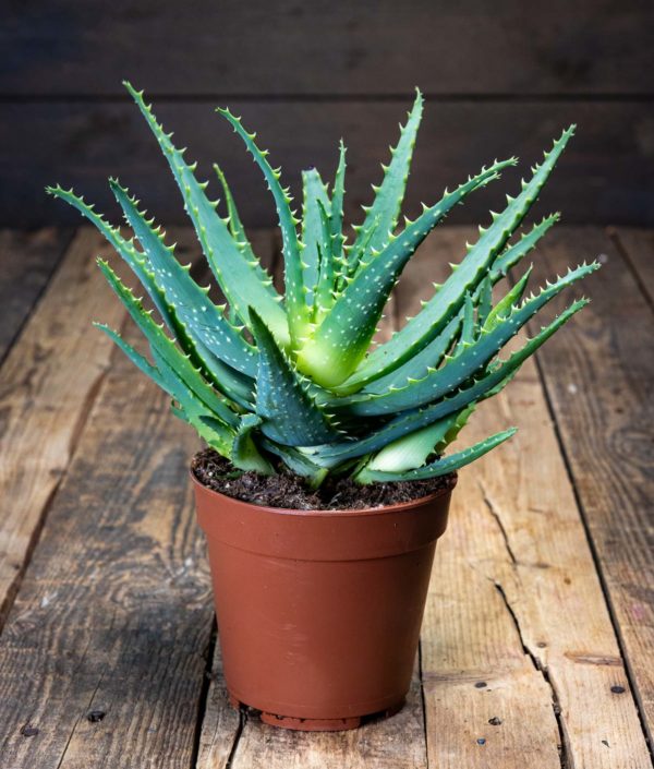 aaloe