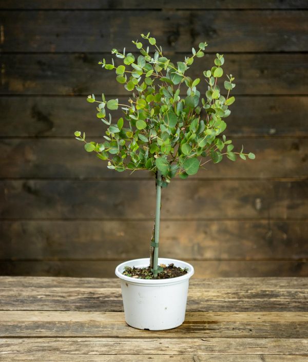 Rungollinen Eukalyptus ruukussa