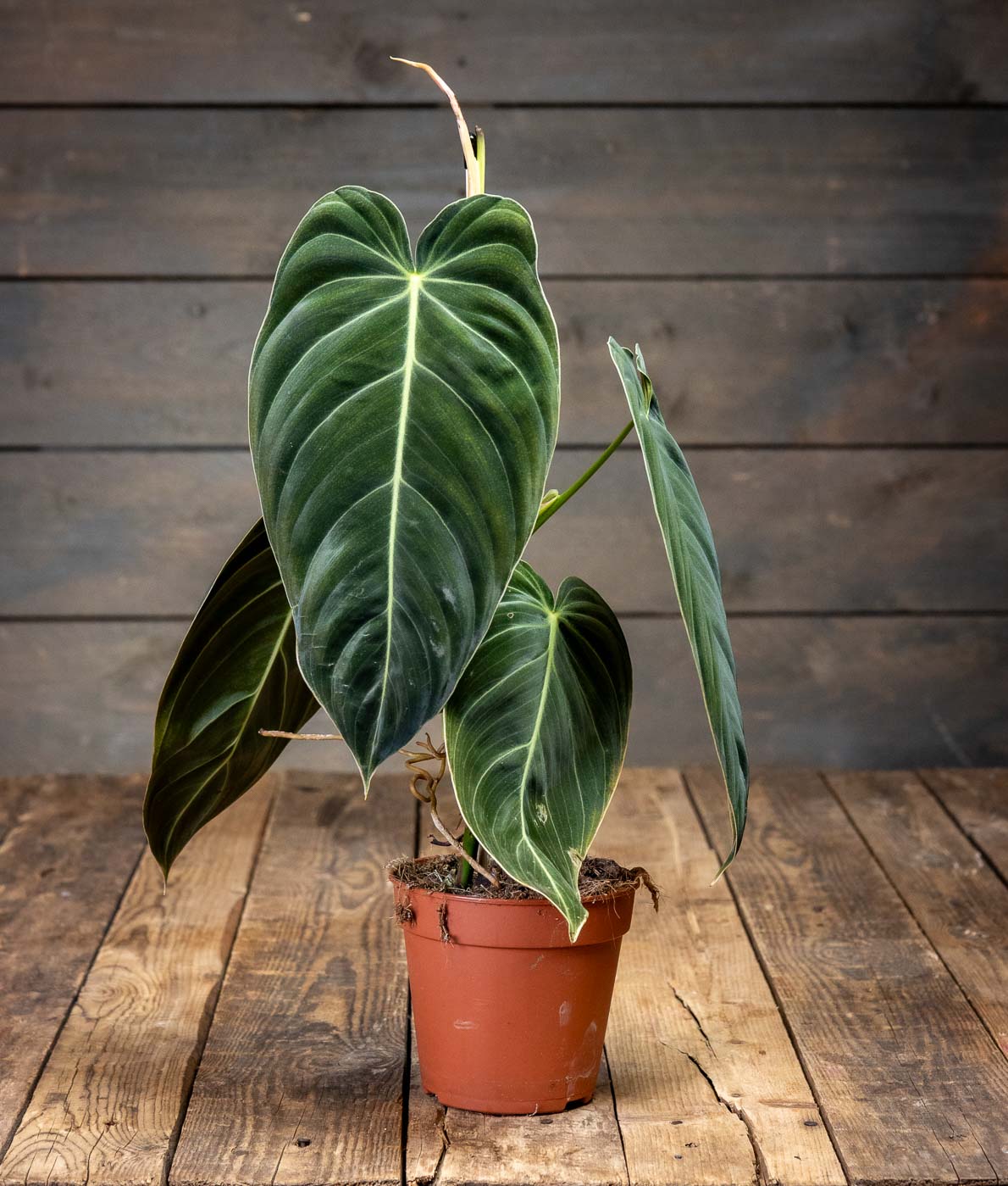 Rusoköynnösvehka ruukussa, suuret samettiset ja tummanvihreät lehdet vaaleilla lehtisuonilla.