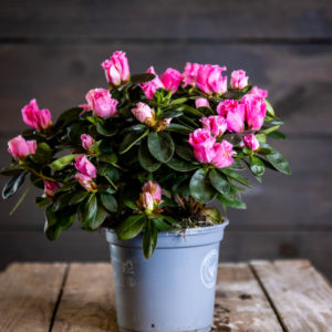 vaaleanpunakukkainen atsalea ruukussa