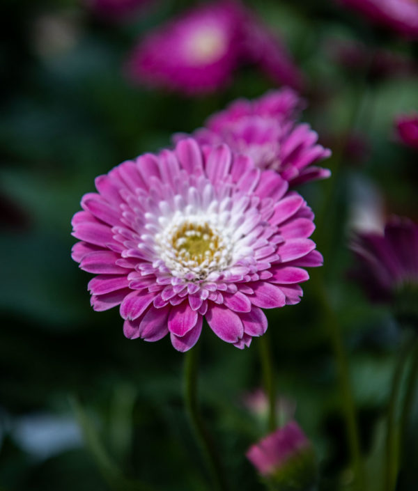 Ruukkugerbera Värilajitelma