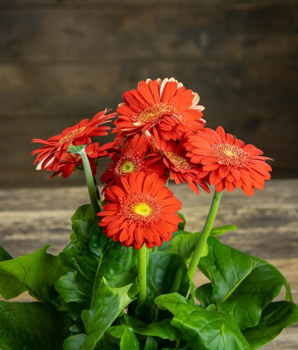 Ruukkugerbera Dudora - Image 2