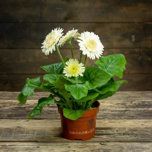 valkoinen ruukku gerbera