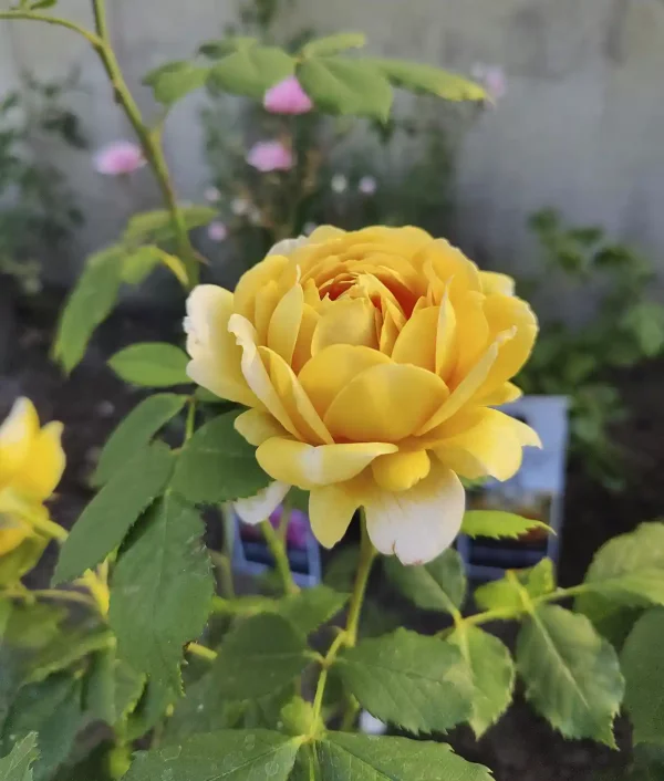 Keltakukallinen ruusu