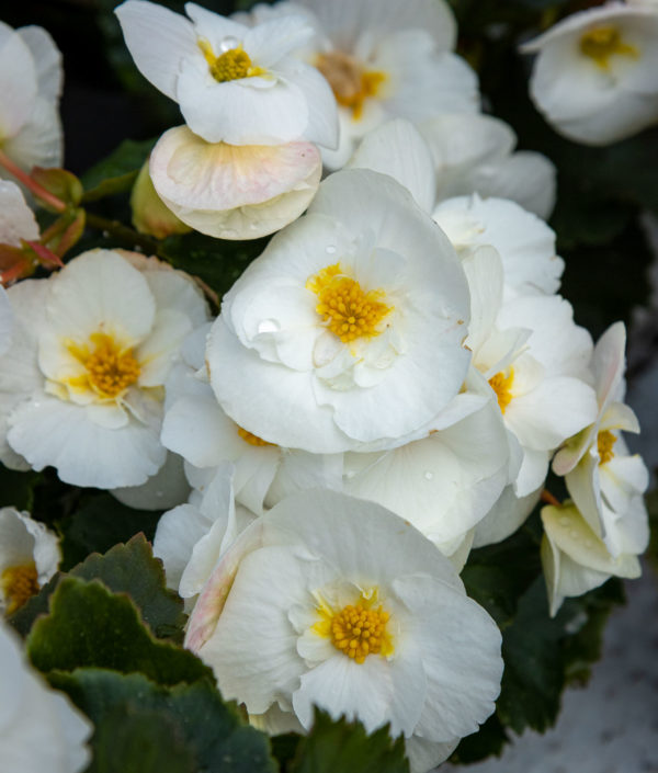 Ruusubegonia - Image 3