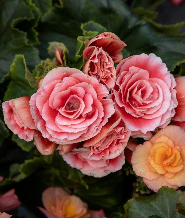 Ruusubegonia - Image 2