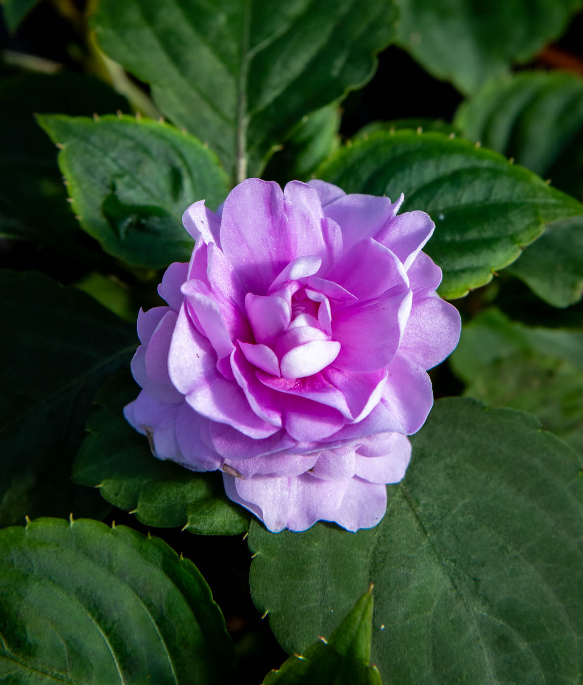 laventerin värinen Ruusuliisa täydessä kukassa kesäisessä ruukussa.