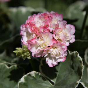 Ruusunnuppupelargoni