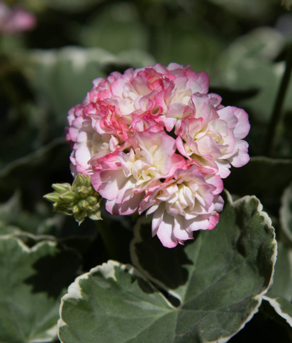 Ruusunnuppupelargoni