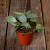 posliinikukka hoya