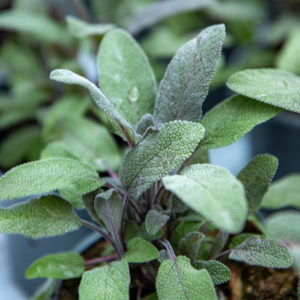 Salvia