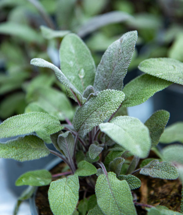 Salvia