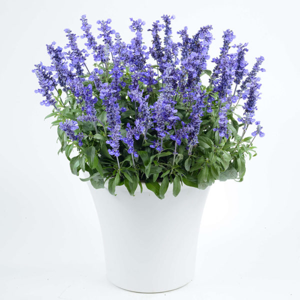 Härmesalvia