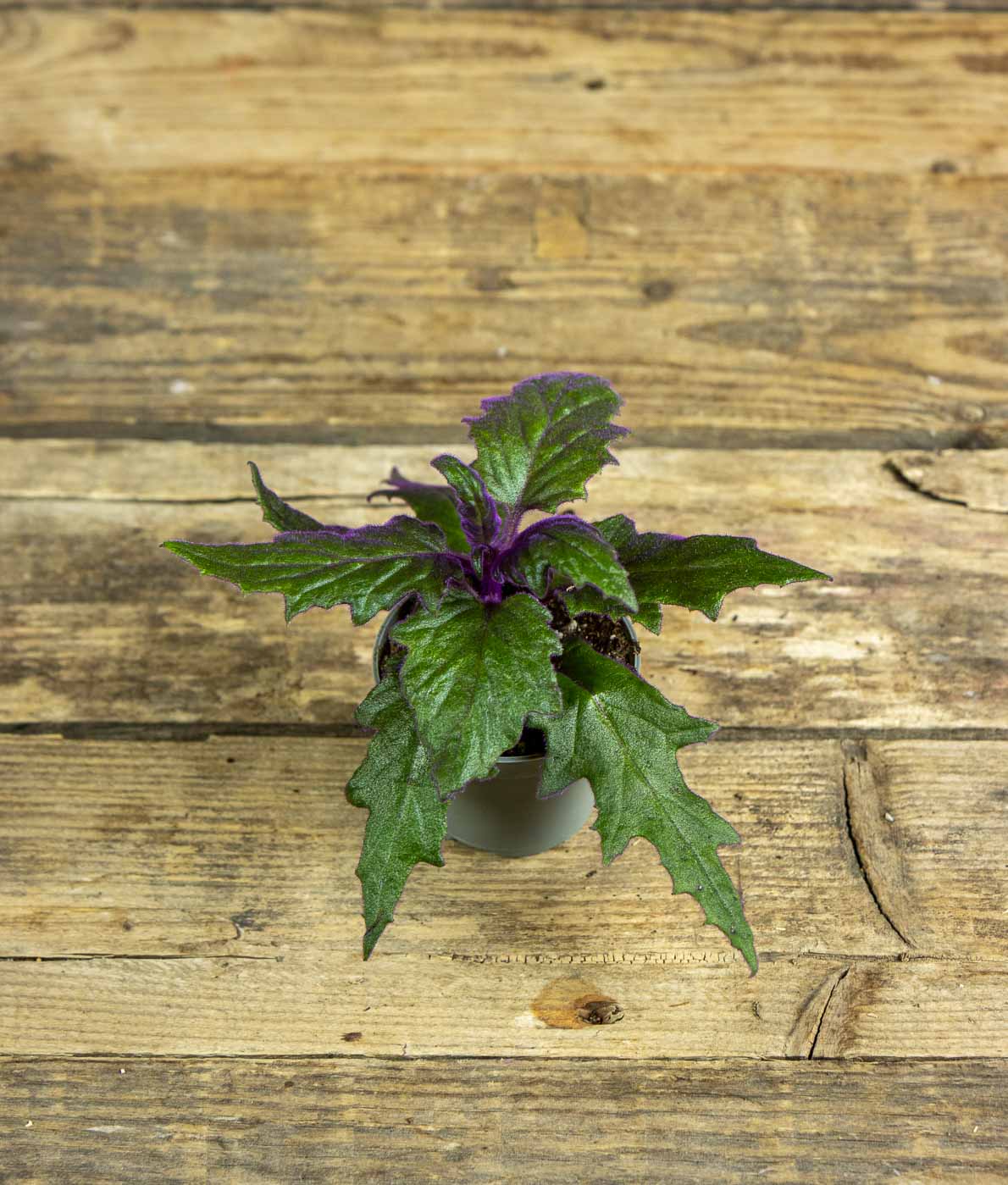 Samettilehti, pikkutaimi - Image 3