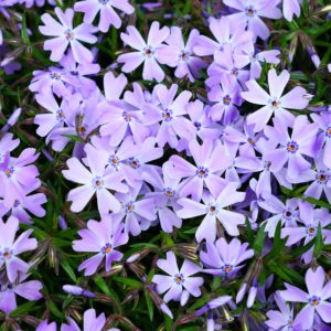 phlox subulata