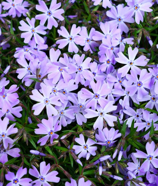 phlox subulata