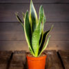 Sansevieria trifasciata Canary