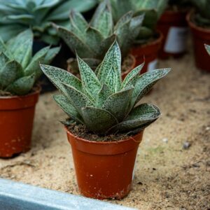 Sarviaaloe Nella